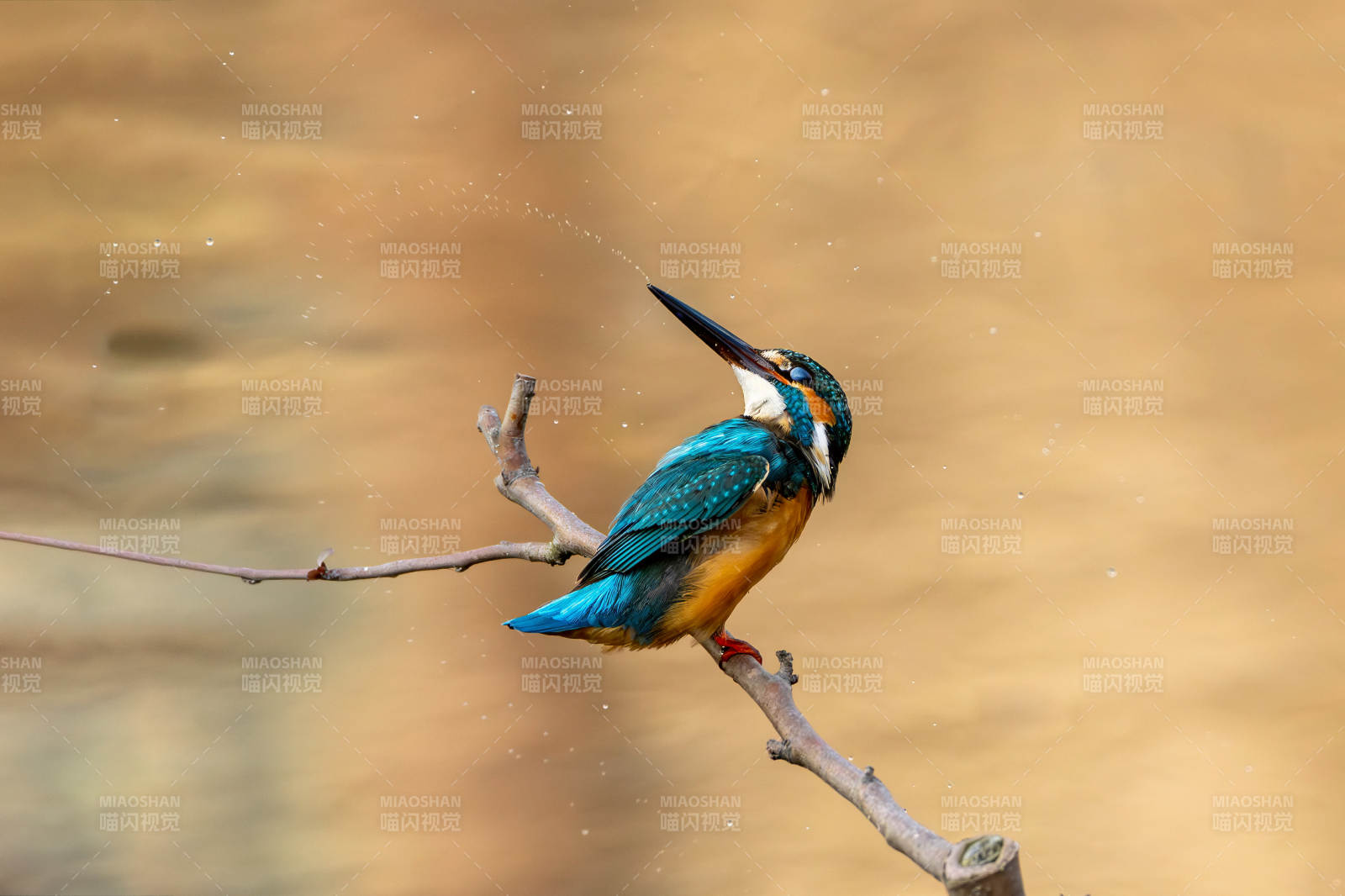 翠鳥棲枝 水花飛濺