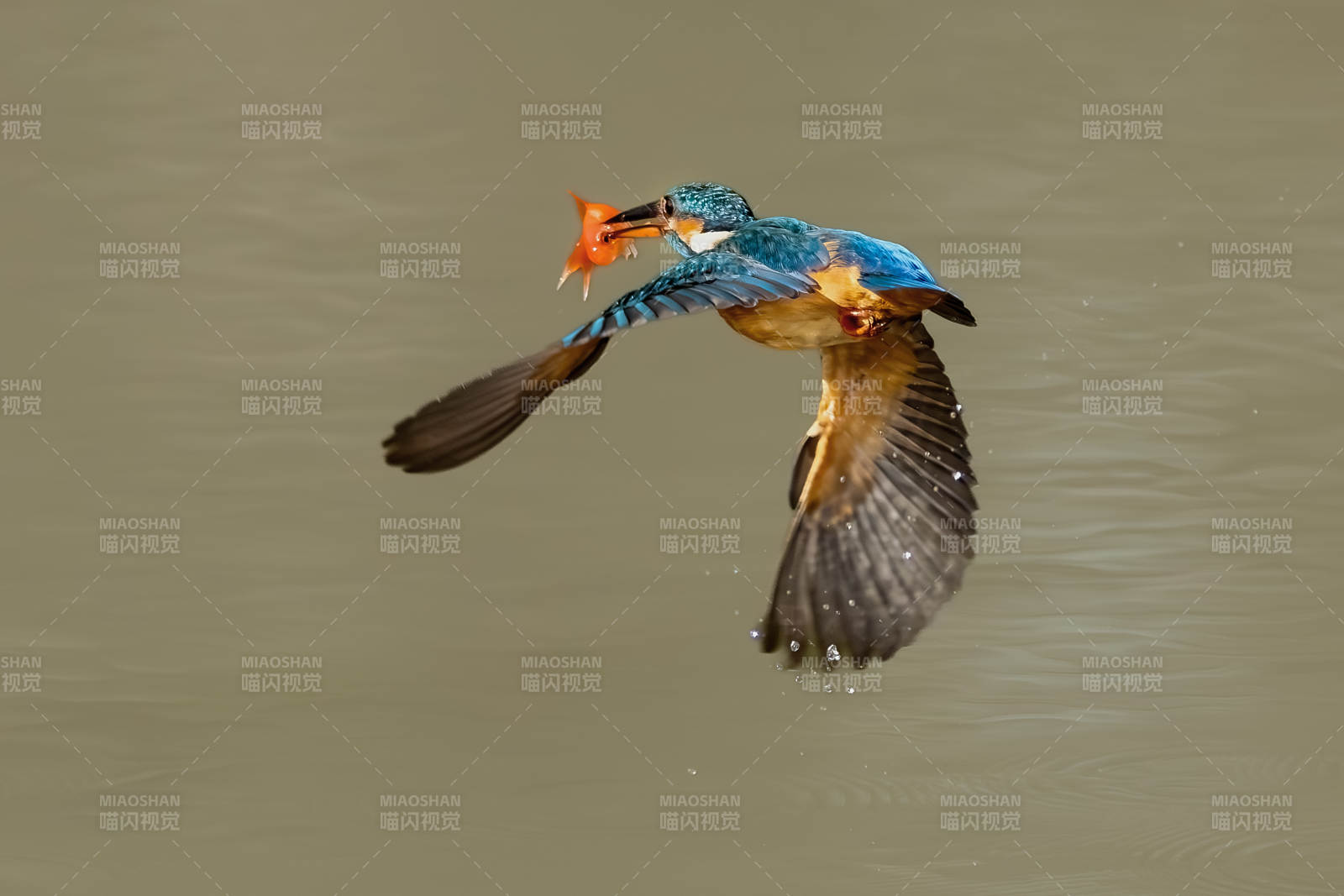 翠鳥捕食瞬間