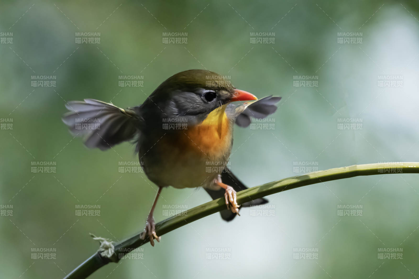紅嘴相思鳥棲枝展翅