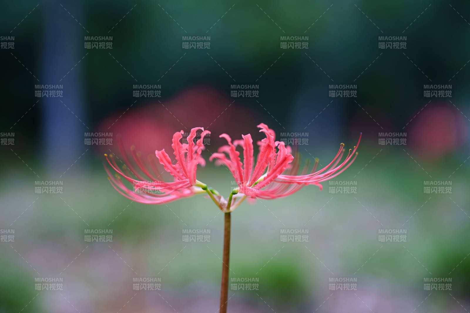 彼岸花綻放
