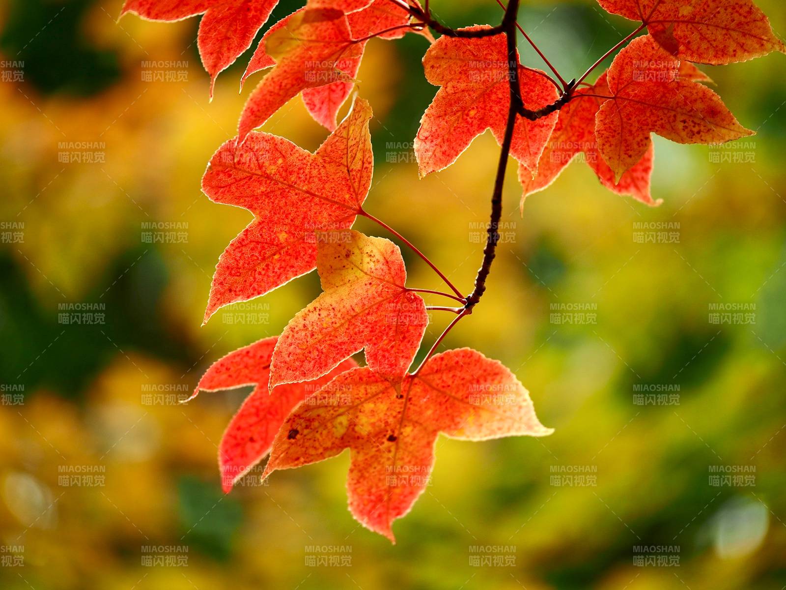 秋葉紅艷
