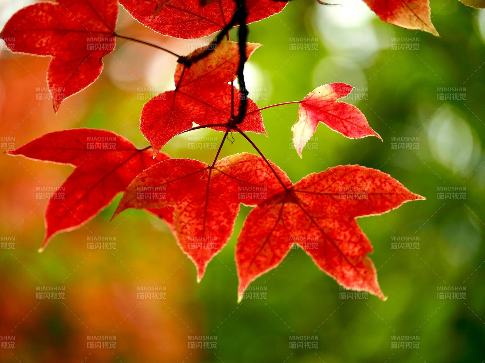 秋葉紅艷