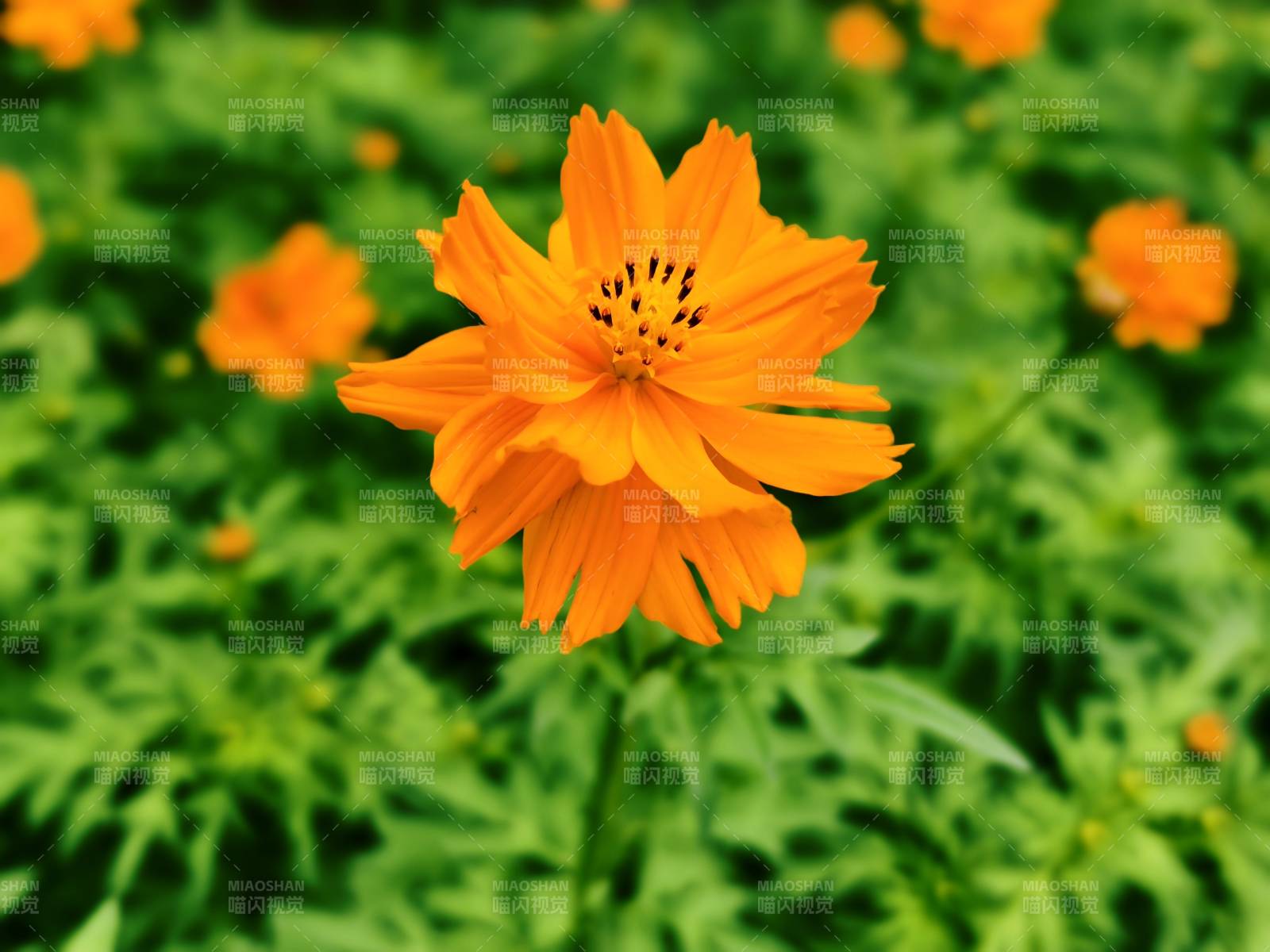黃秋英花朵綻放