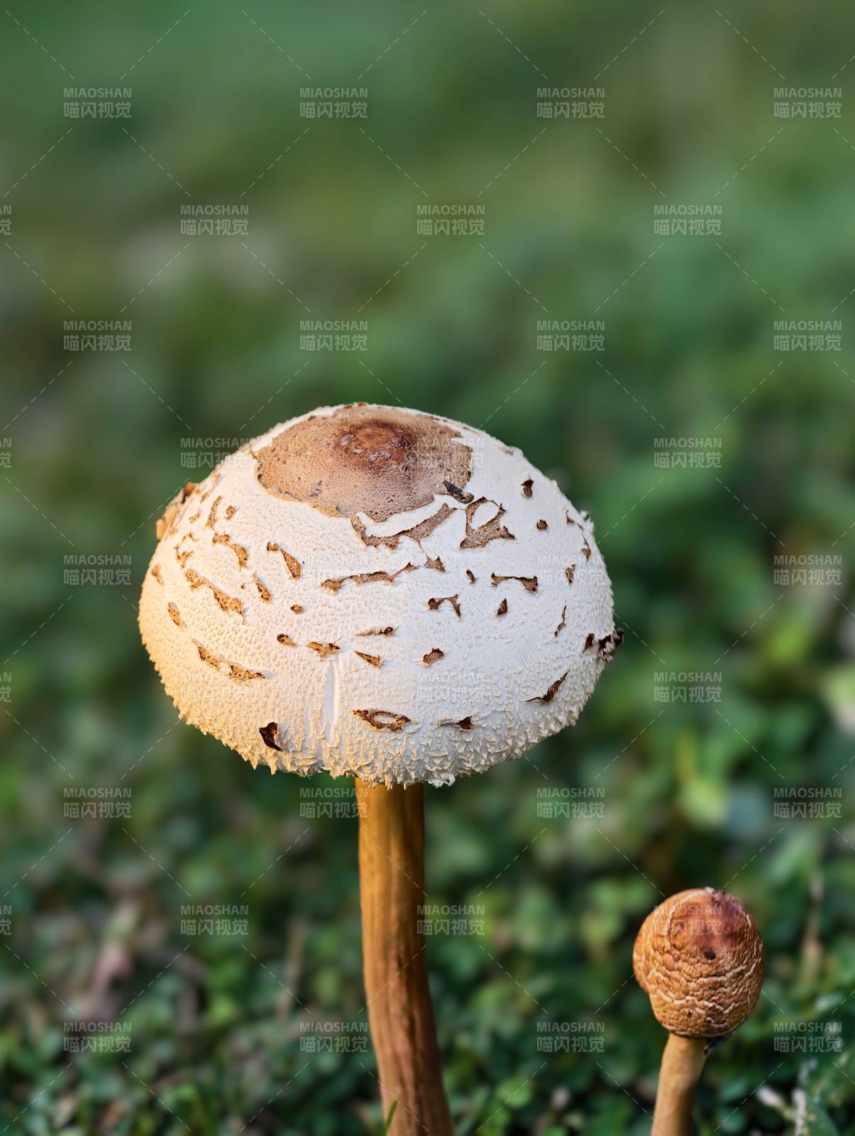 林間白菇靜立