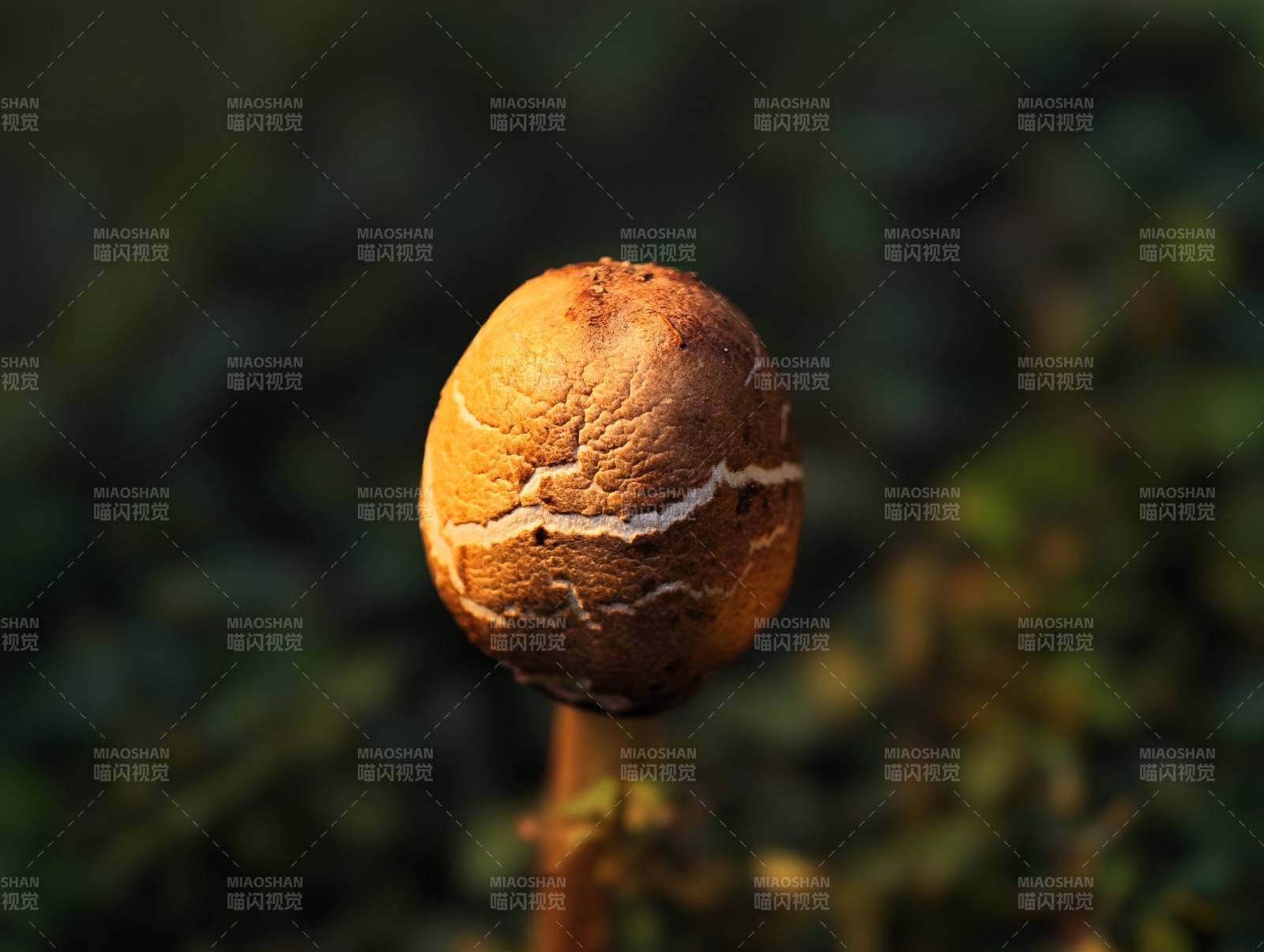 秋日菌菇特寫