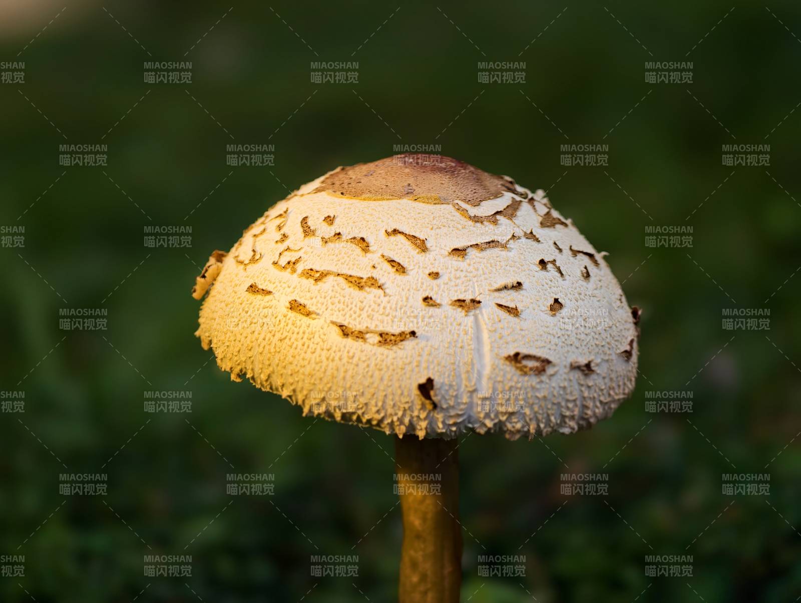 林間白傘菌