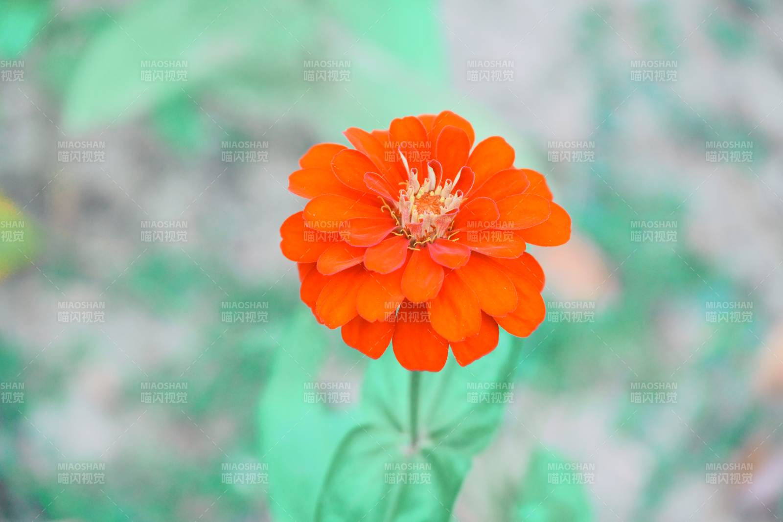 橙色花朵綻放