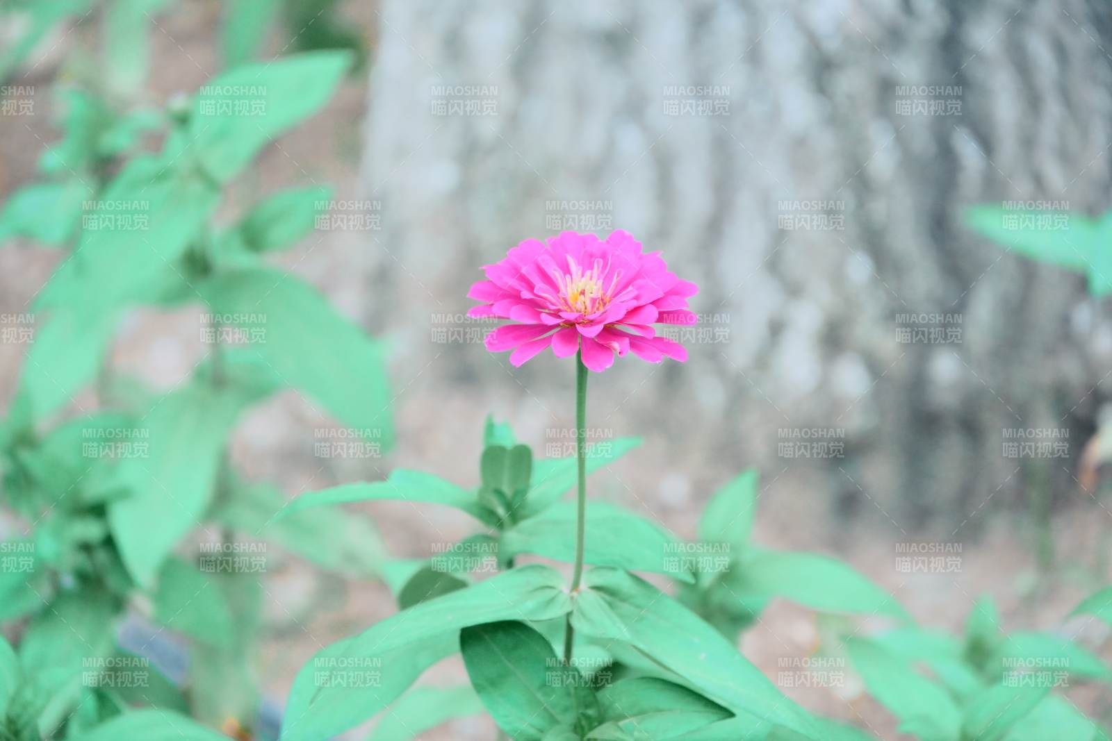 粉花綠葉映樹影