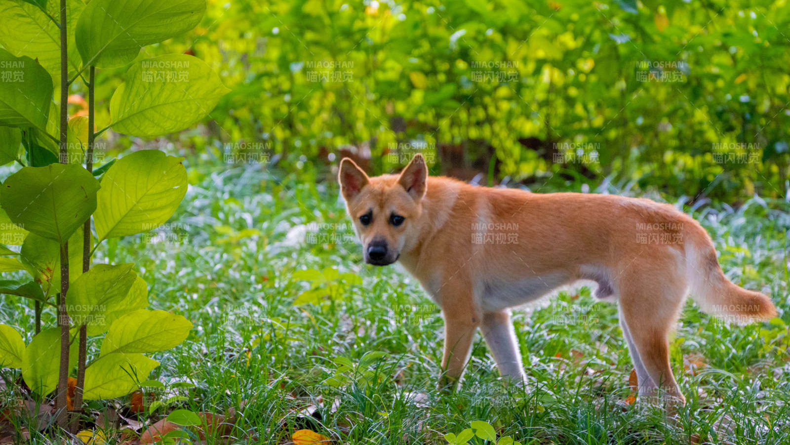 柴犬在草地上