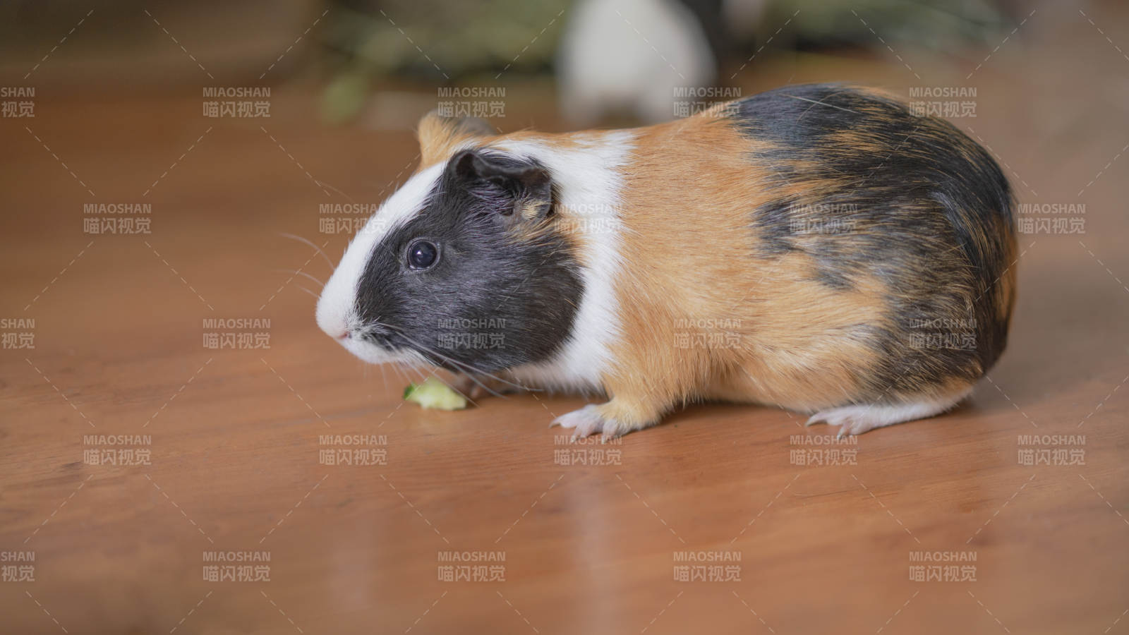 三色豚鼠啃食綠葉