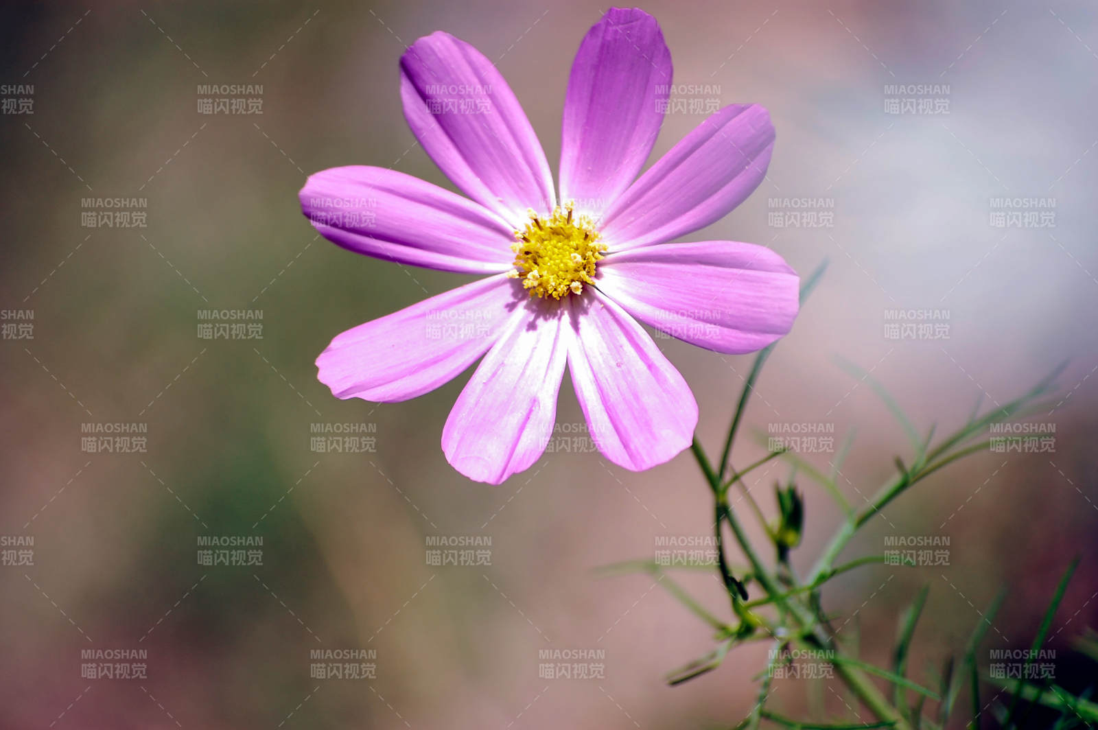 格桑花綻放