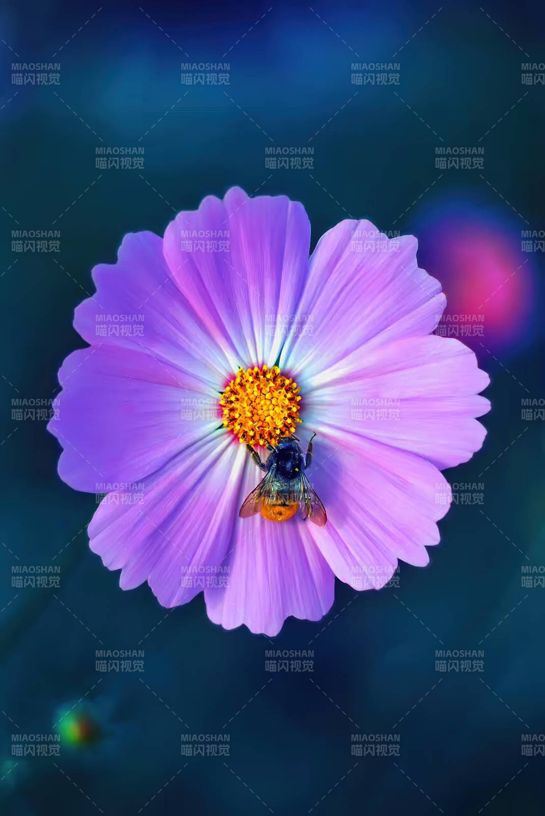蜂采紫花蜜