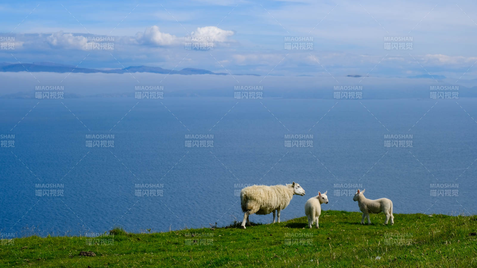 蘇格蘭高地海岸邊的羊群