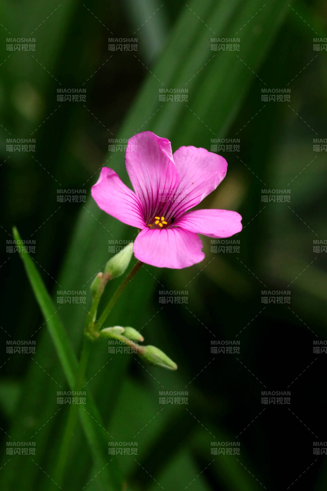 粉花綻放綠葉間