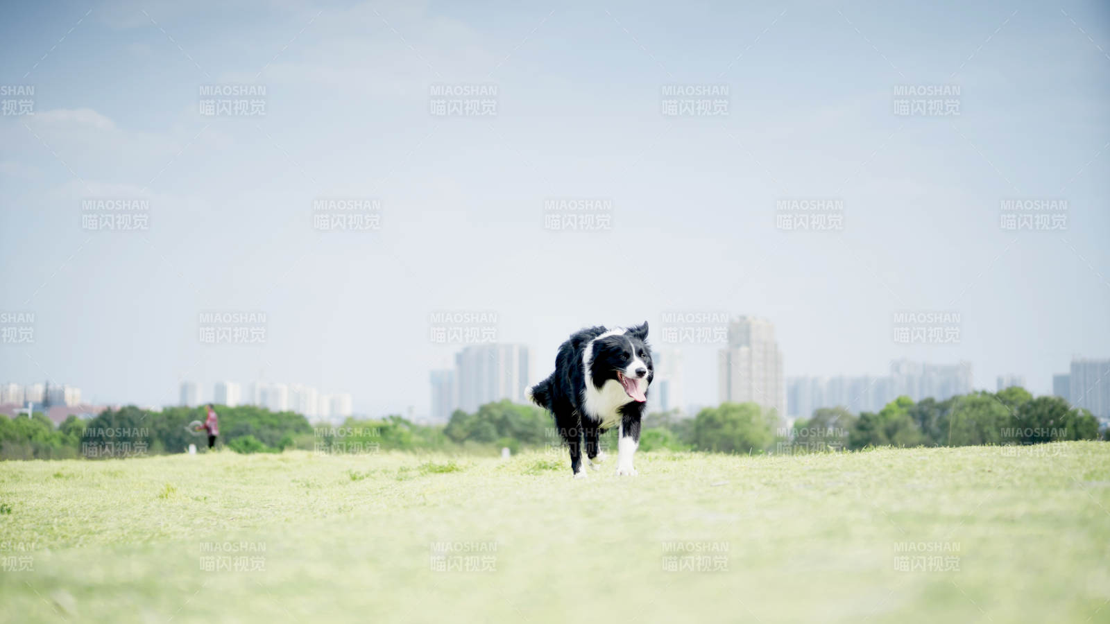 邊境牧羊犬跑在草地上