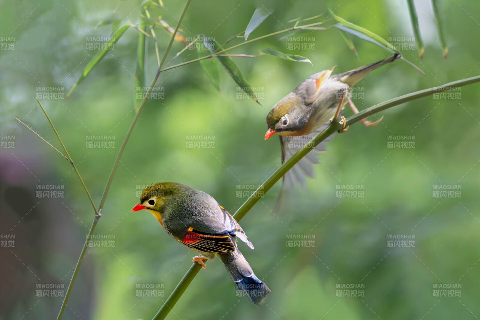 相思鳥棲枝頭