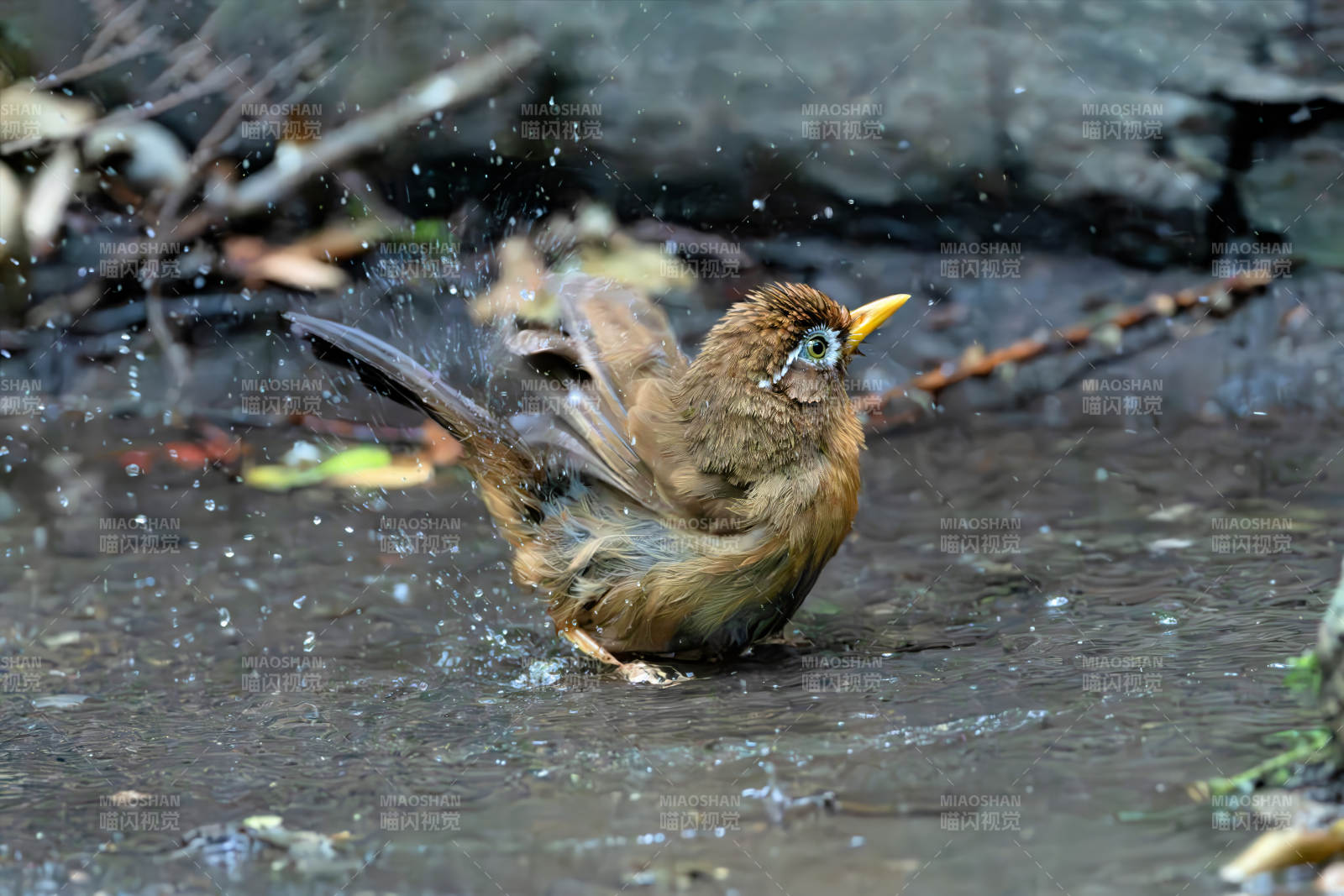 畫眉鳥戲水