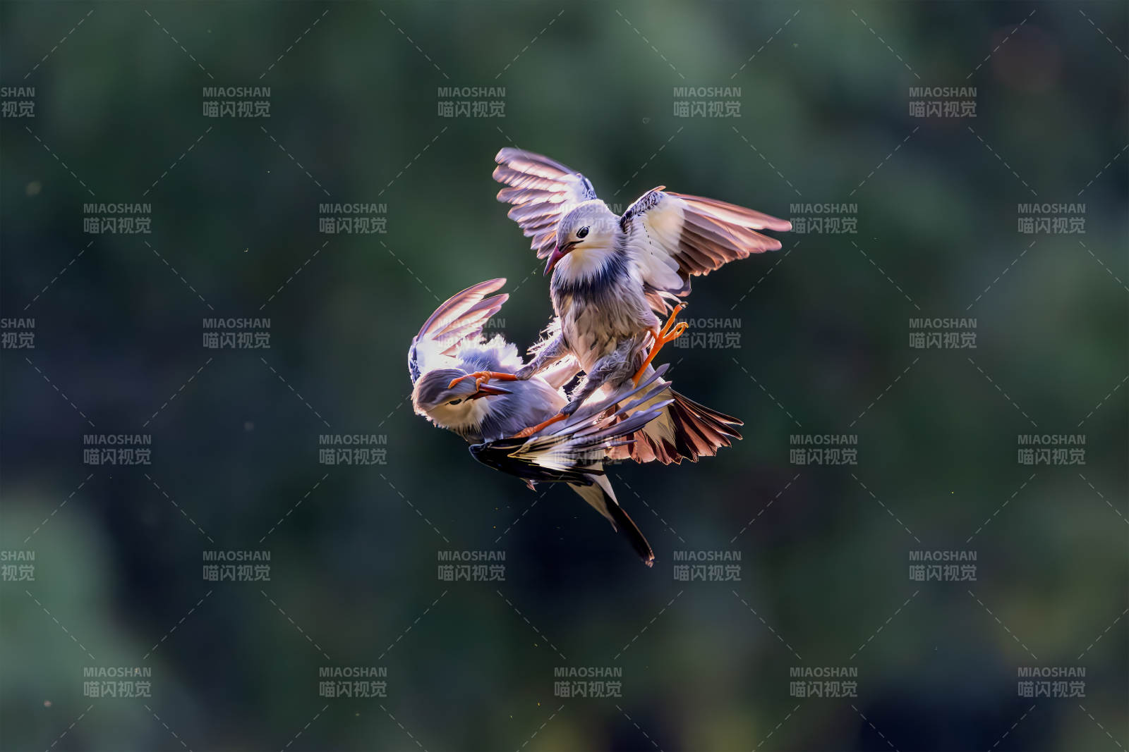 鳥兒空中嬉戲#絲光椋鳥