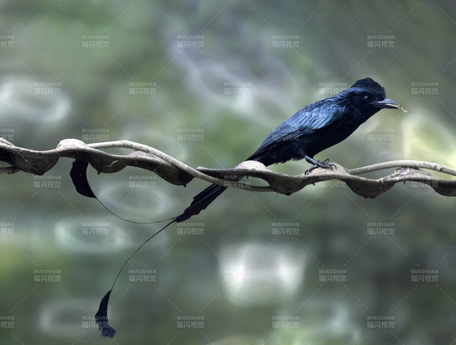 黑鳥(niǎo)棲枝 尾羽飄逸 大盤尾鳥(niǎo)