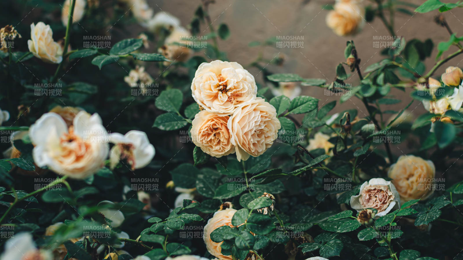 淡雅月季花綻放