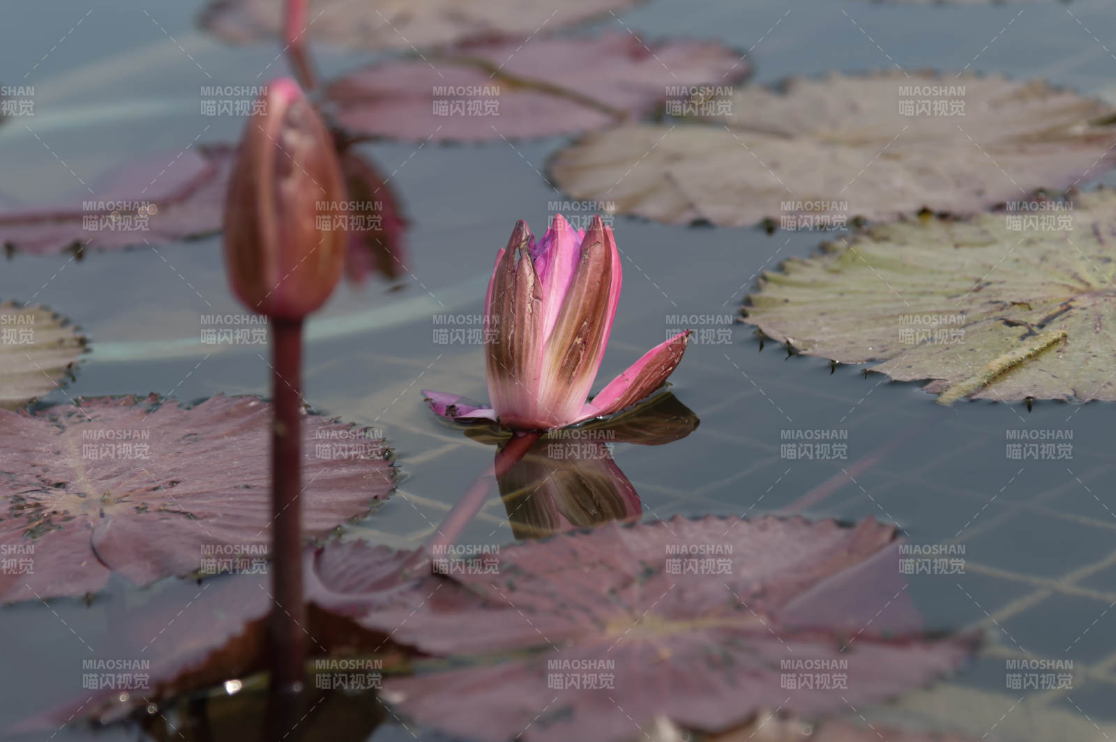 池中蓮花初綻