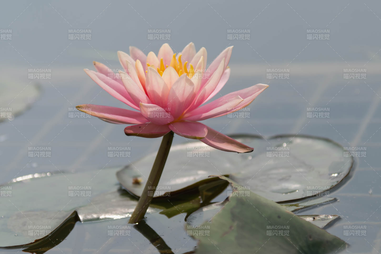 粉蓮靜綻水中央