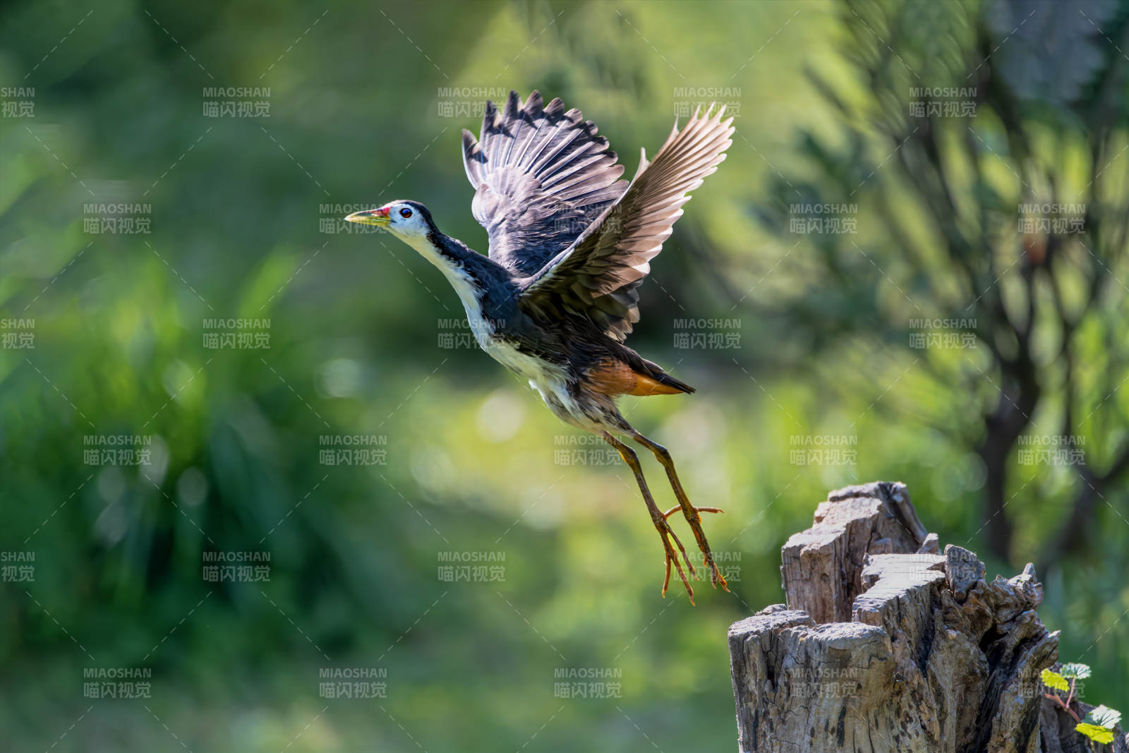 苦惡鳥展翅飛翔