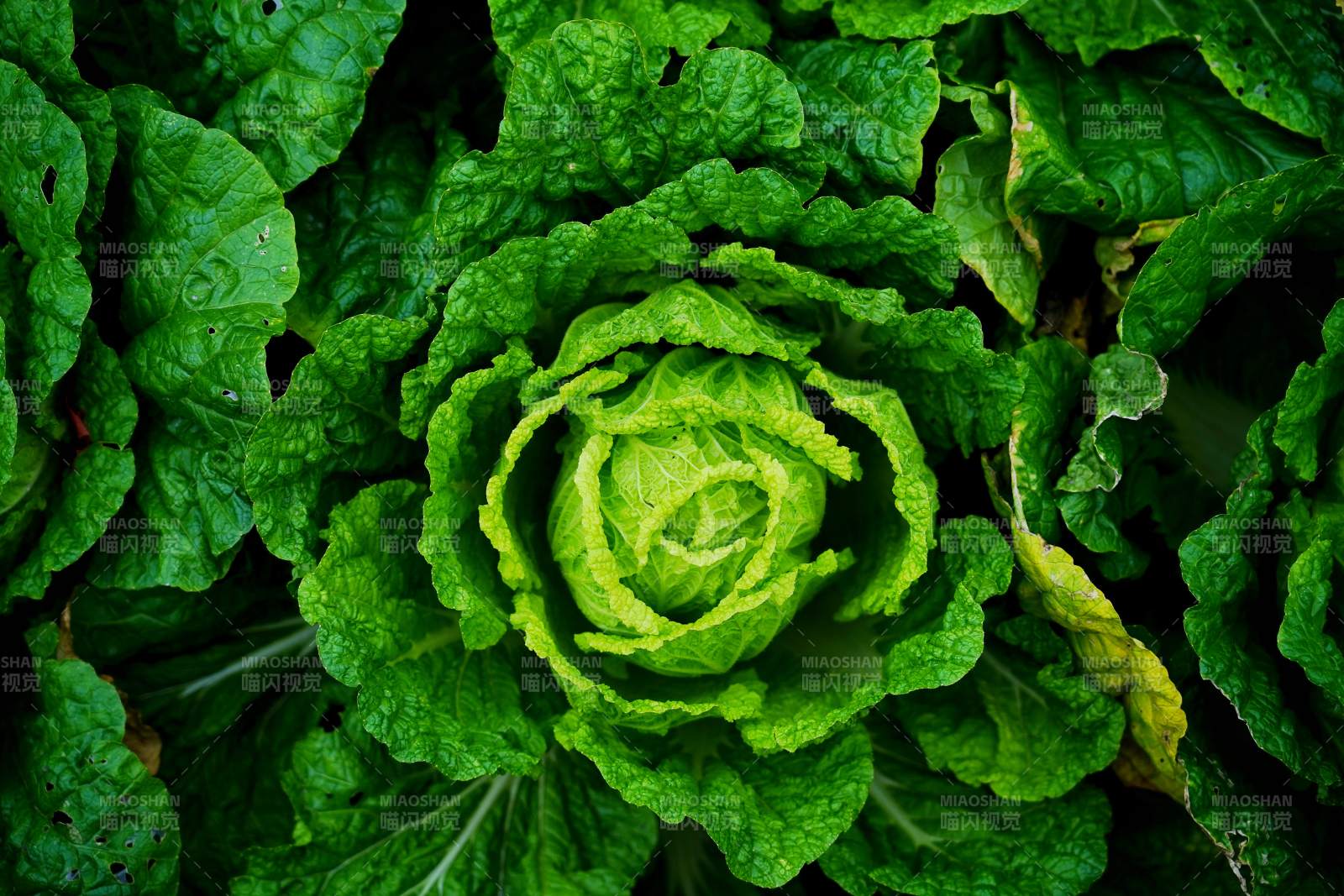 翠綠卷心菜特寫