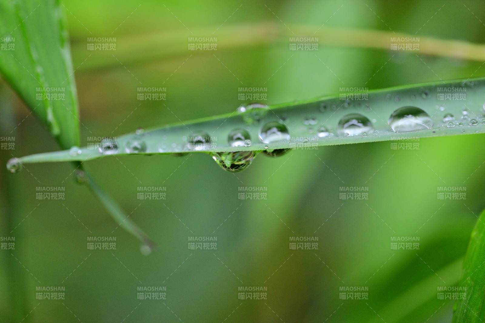 葉尖水珠晶瑩