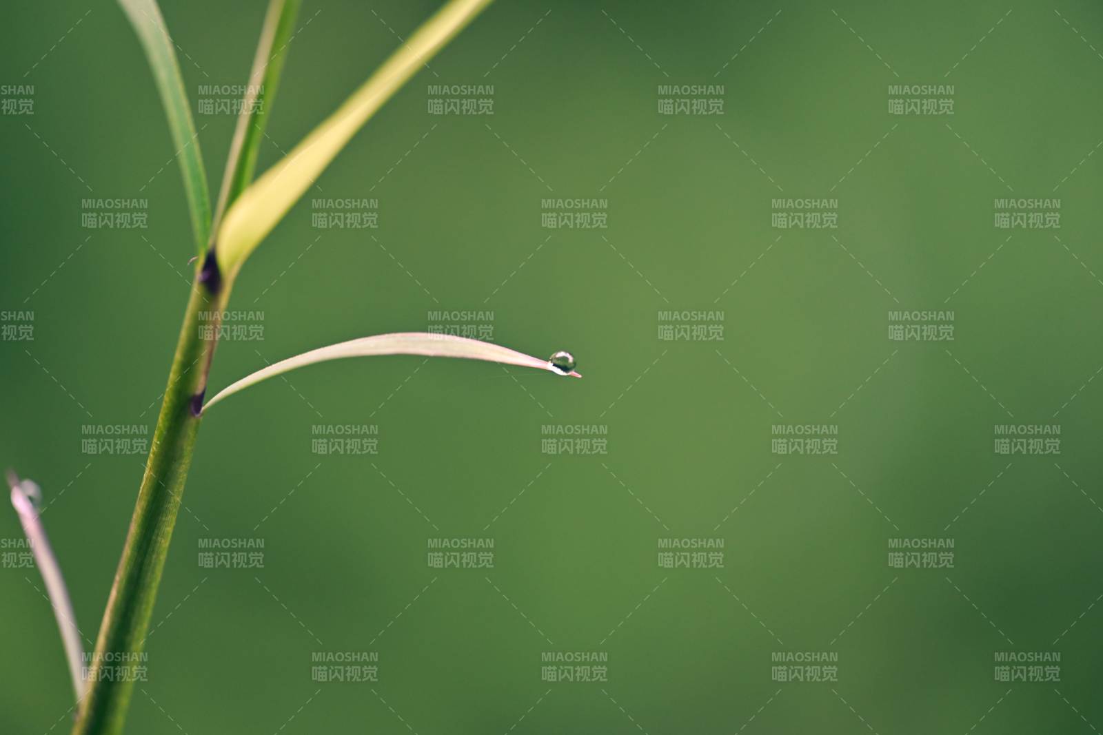 露珠輕掛草尖