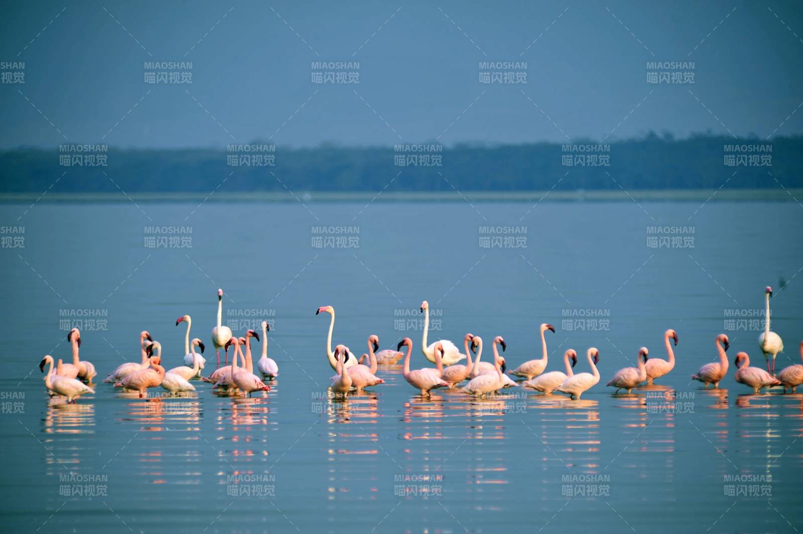 粉紅火烈鳥湖畔棲息