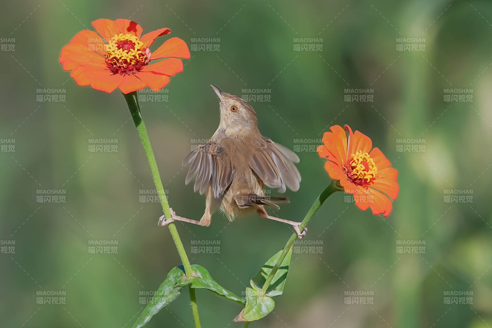小鳥棲花枝