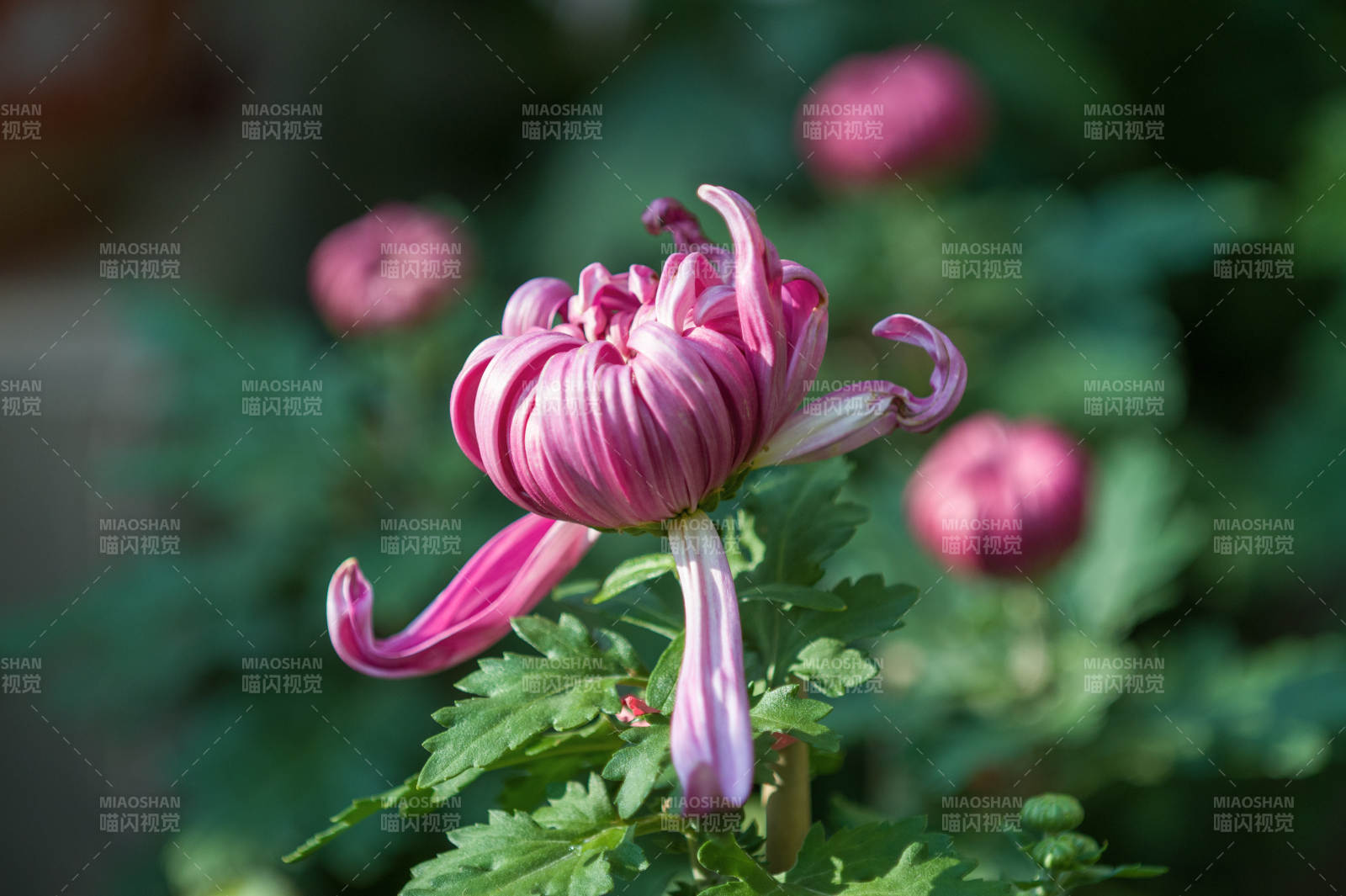 粉菊綻放 綠葉相伴