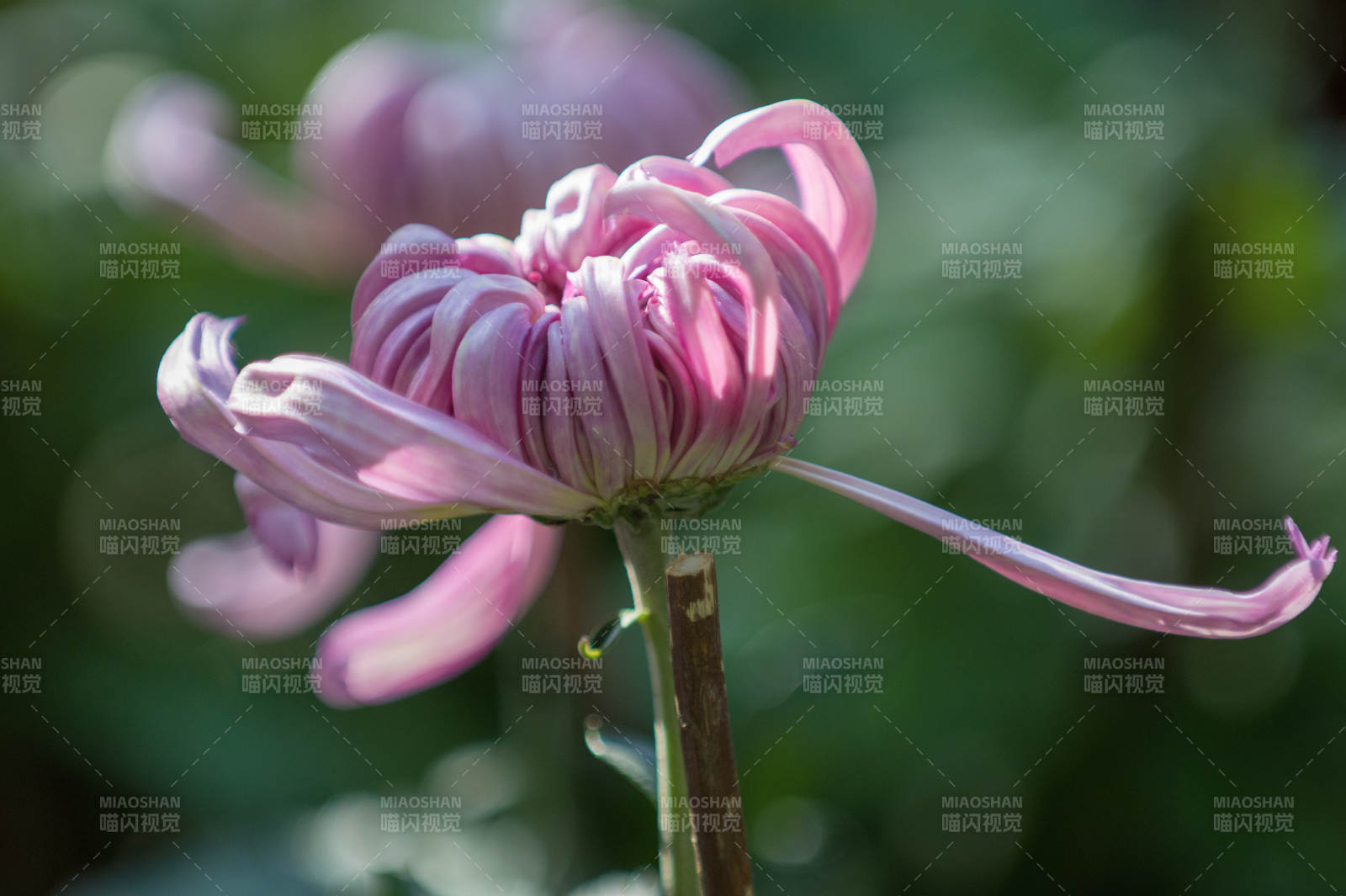 粉菊綻放