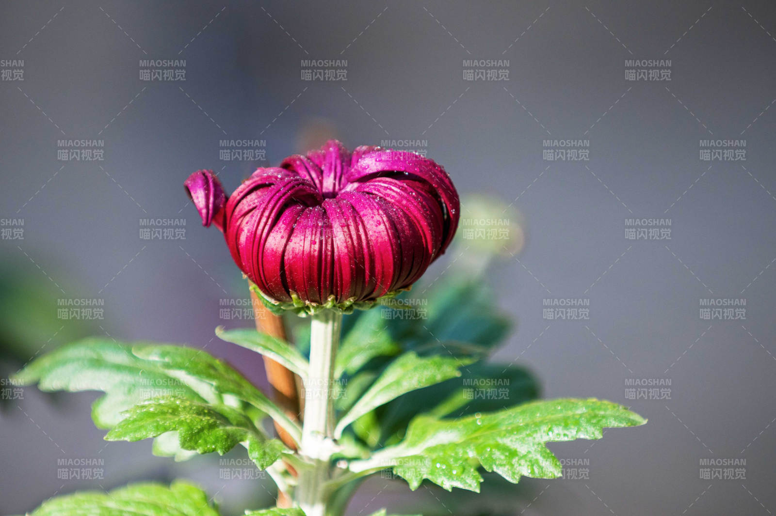 紫菊綻放