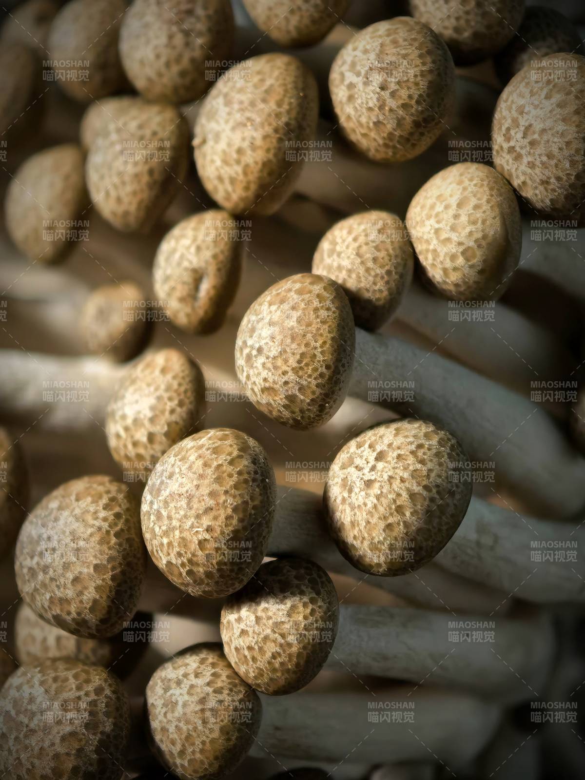 菌菇特寫