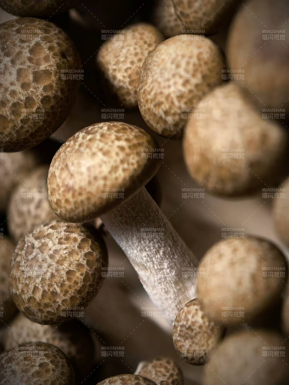 香菇特寫