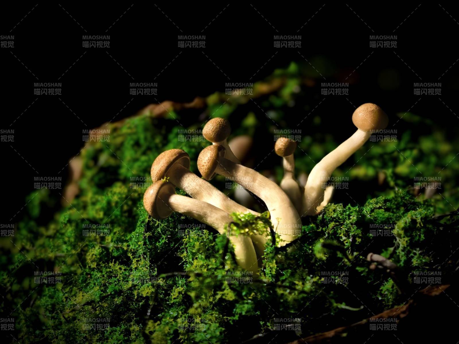 苔蘚上的小菇叢