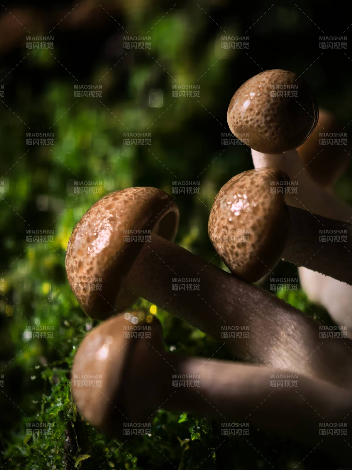 林間菇影