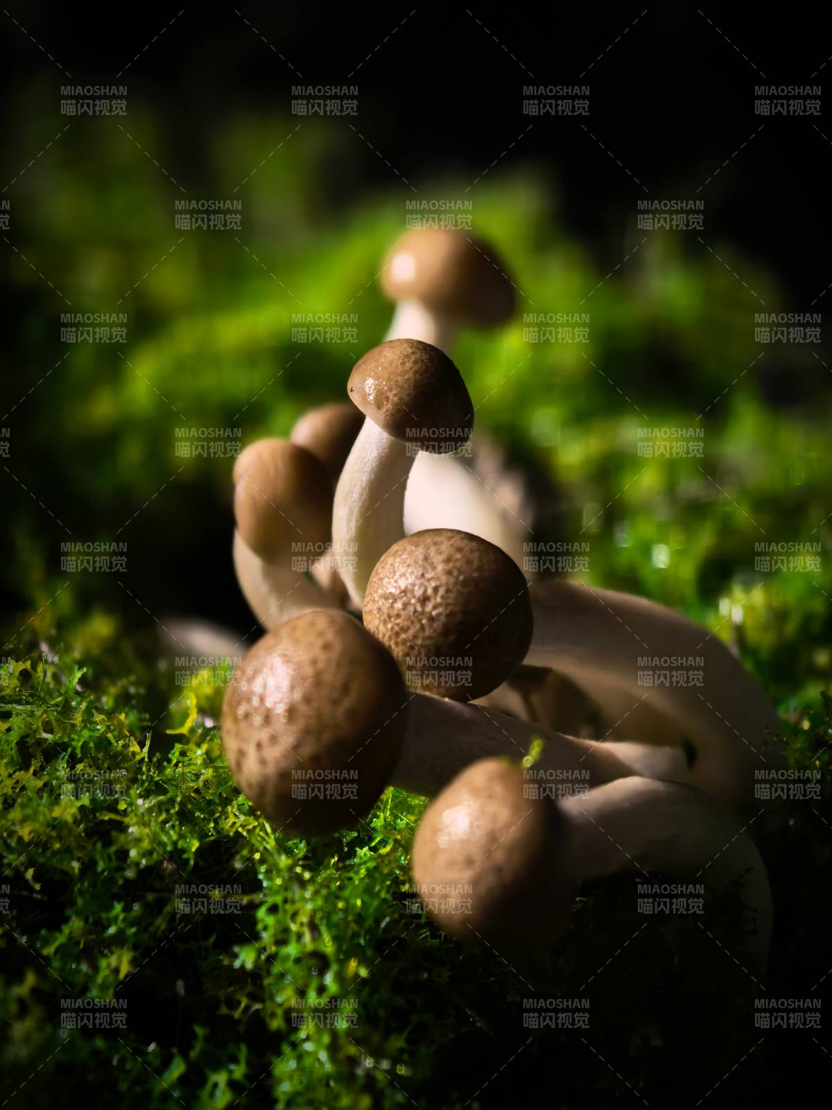 苔蘚上的小蘑菇