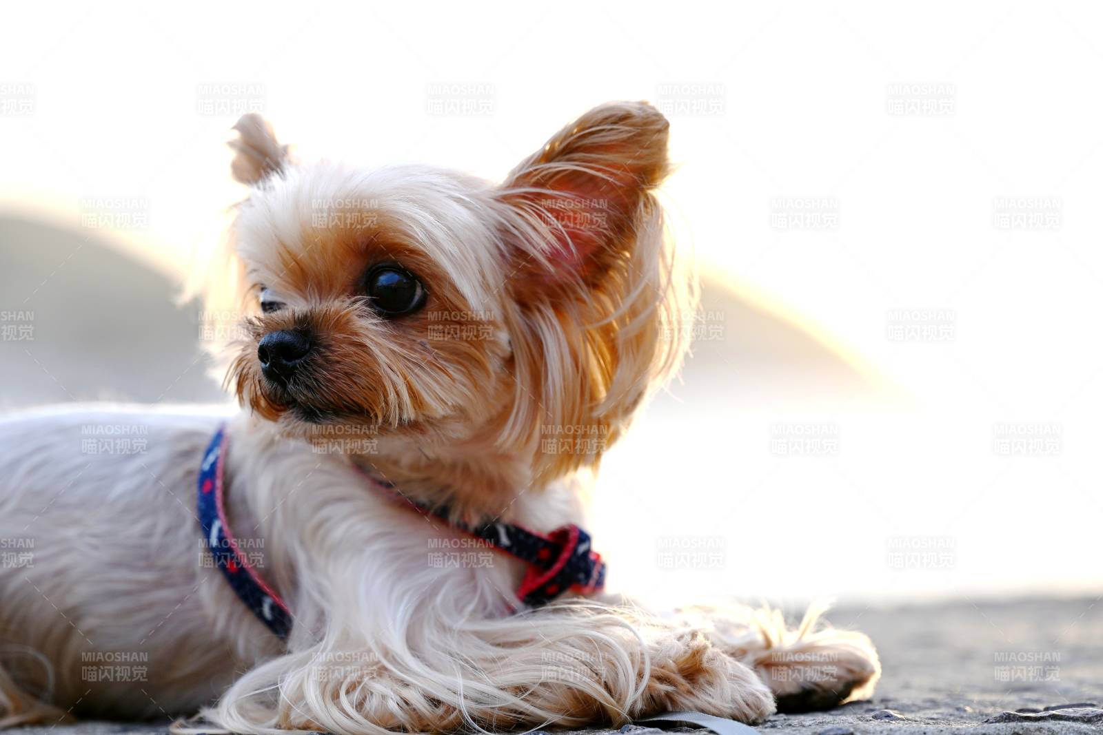 可愛約克夏犬