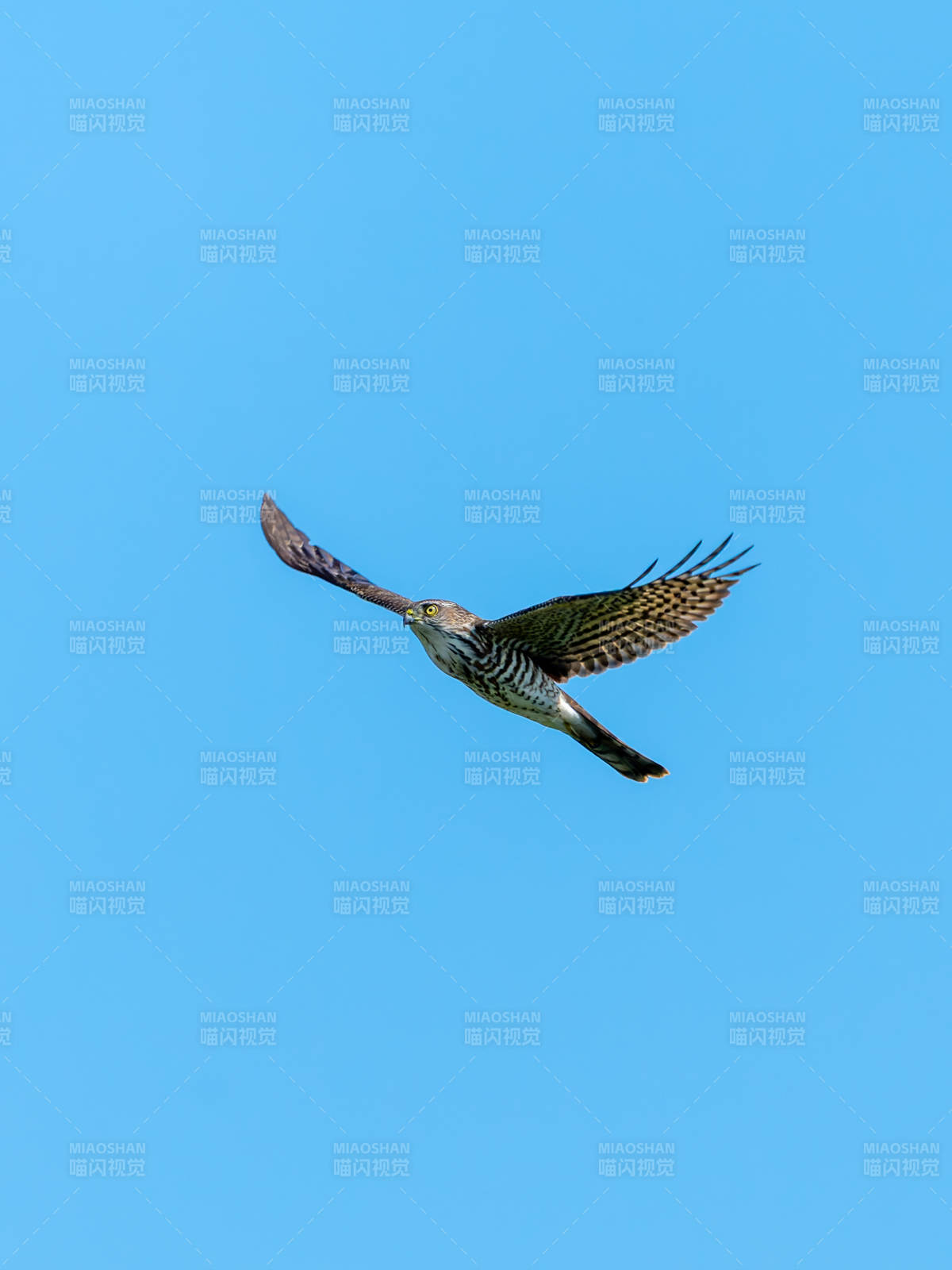 鷹擊長空