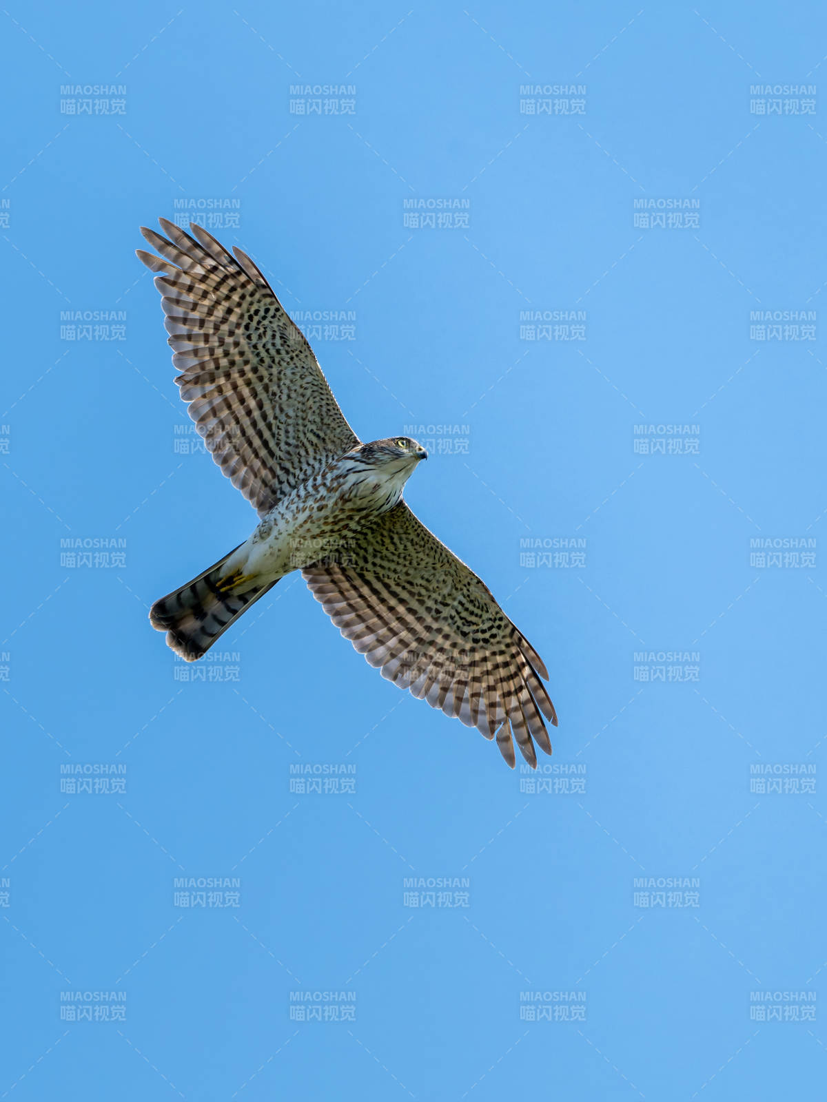 鷹擊長空