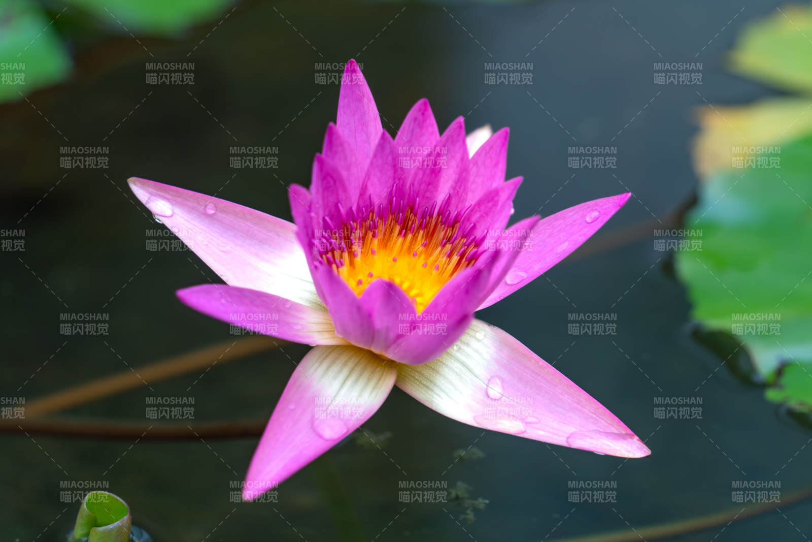 粉紅睡蓮綻放水面