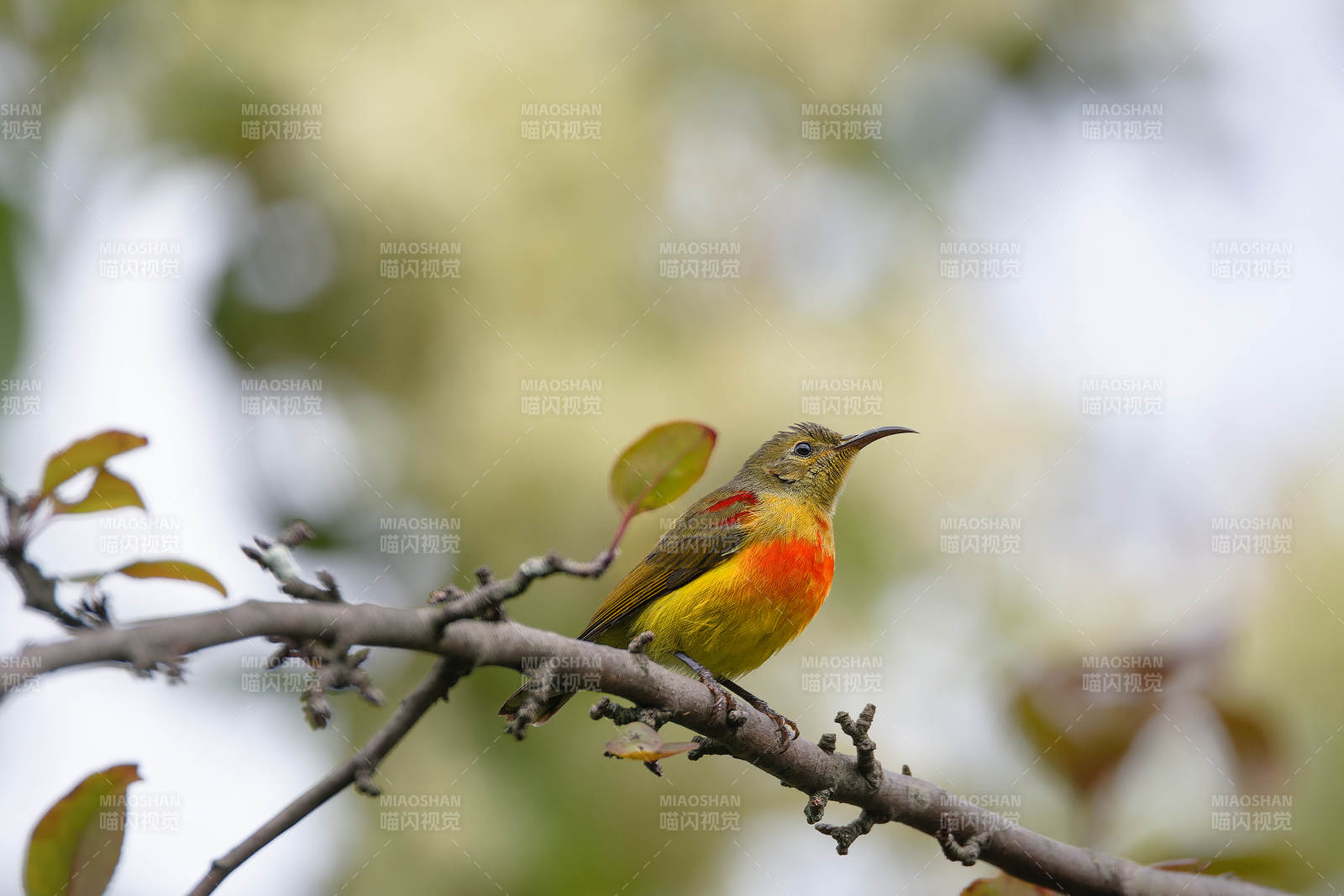火尾太陽鳥棲枝頭