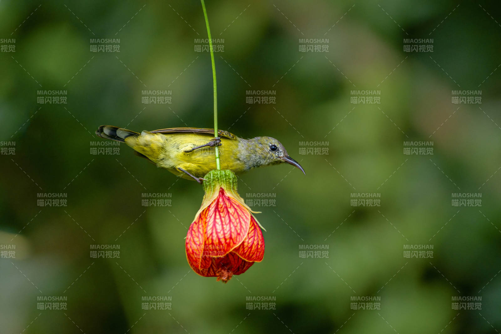 太陽鳥采蜜花間