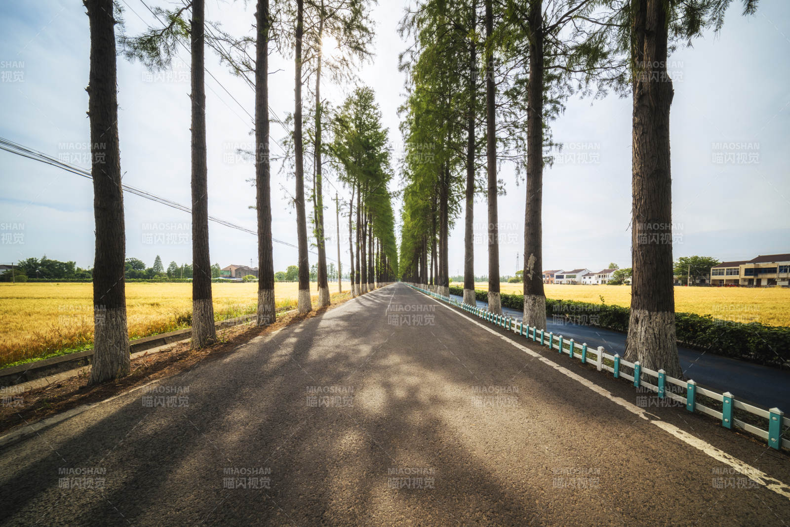 林蔭鄉道