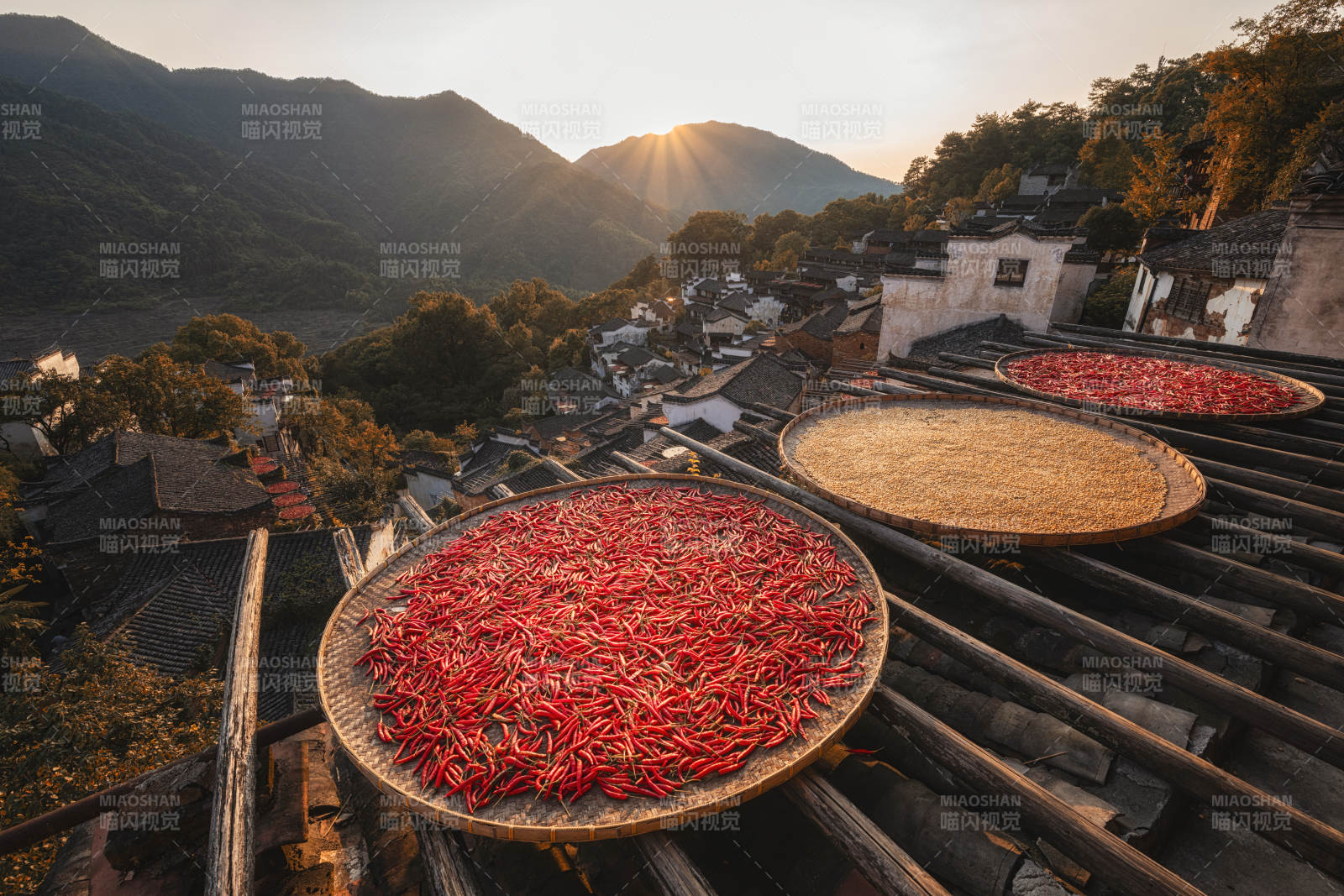 篁嶺山間曬紅椒