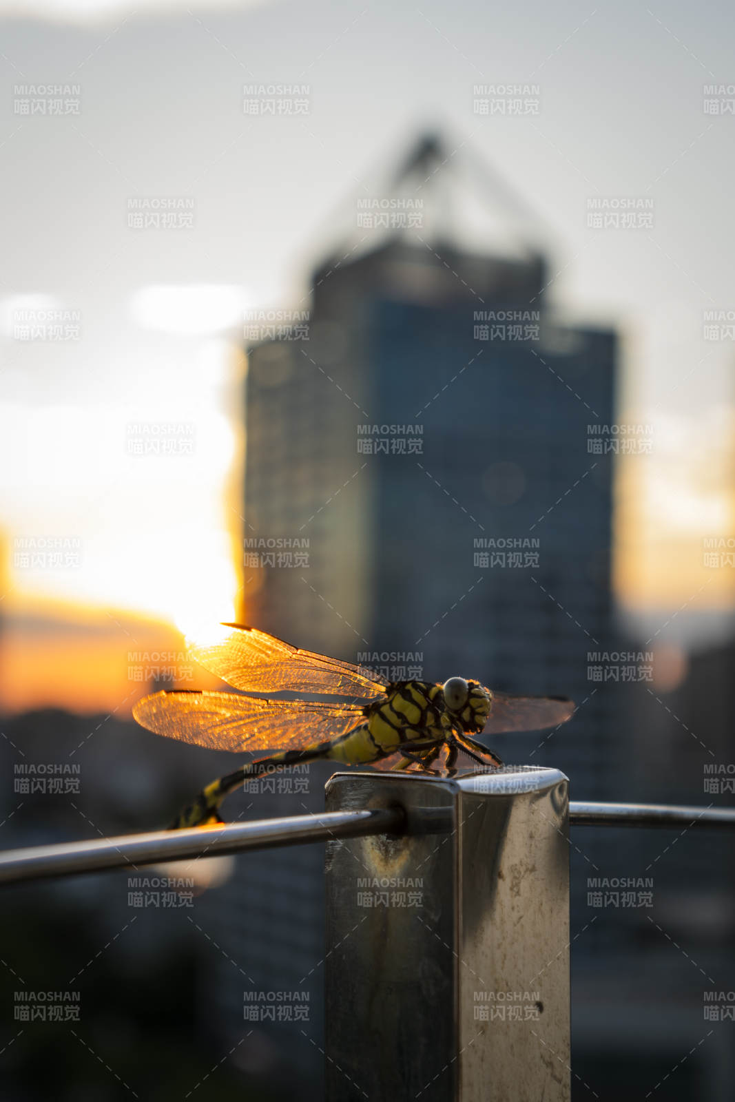 夕陽(yáng)下的蜻蜓