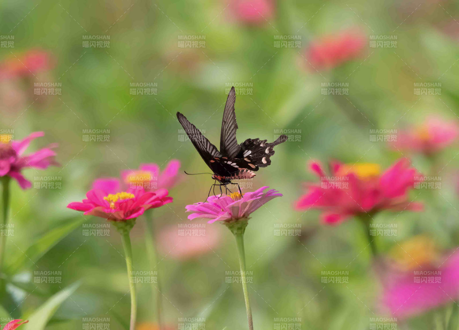 蝶舞花間